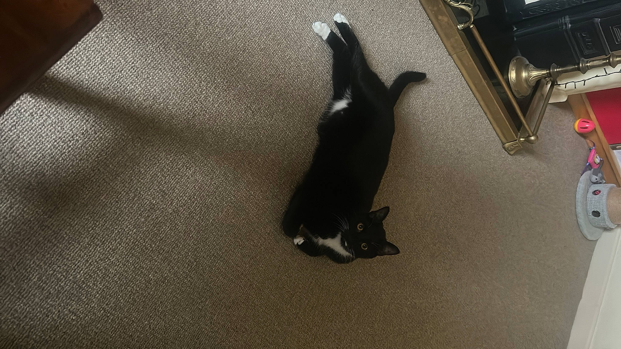 Stan joined the competition — help win amazing prizes! brown, canidae, carnivore, cat, comfort, companion_dog, dog_breed, felidae, floor, flooring, fur, grey, hardwood, room, small_to_medium_sized_cats, snout, sporting_group, tail, whiskers, wood