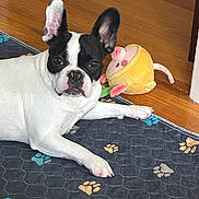 Hannah is registered to the contest to win money with this photo: dog, french_bulldog, black_and_white, pet, indoor, floor, mat, paw_prints, plush_toy, wooden_floor, animal, cute, ears, laying_down, looking, curious, companion, domestic, household, toy