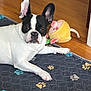 dog, french_bulldog, black_and_white, pet, indoor, floor, mat, paw_prints, plush_toy, wooden_floor, animal, cute, ears, laying_down, looking, curious, companion, domestic, household, toy