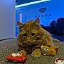 Chester is registered to the contest to win money with this photo: cat, ginger_cat, orange_cat, feline, pet, toy, plush_toy, cat_toy, carpet, rug, whiskers, paws, eye_contact, indoors, living_room, bokeh, led_lights, sofa, close_up, portrait