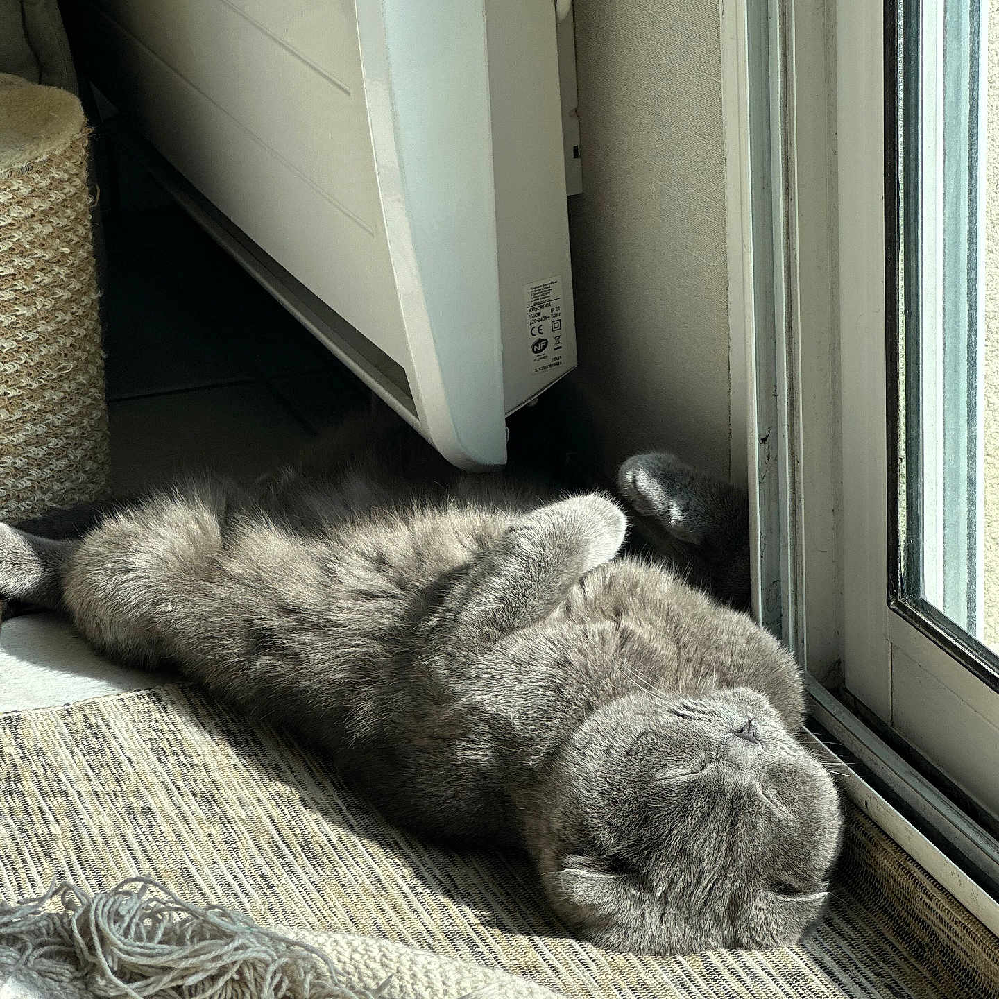Tao a rejoint le concours — aidez-le/la à gagner de superbes lots ! animal, canine, cat, couch, dog, door, furniture, homedecor, husky, indoors, interiordesign, kitten, linen, manx, person, pet, sleeping, window, windowsill, wood