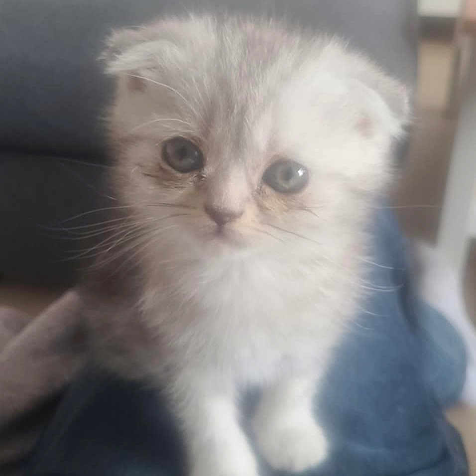 Nala a rejoint le concours — aidez-le/la à gagner de superbes lots ! adorable, animal, blurred_background, cat, cute, domestic, eyes, feline, fluffy, fur, indoor, kitten, lap, mammal, pet, sitting, small, soft, whiskers, young