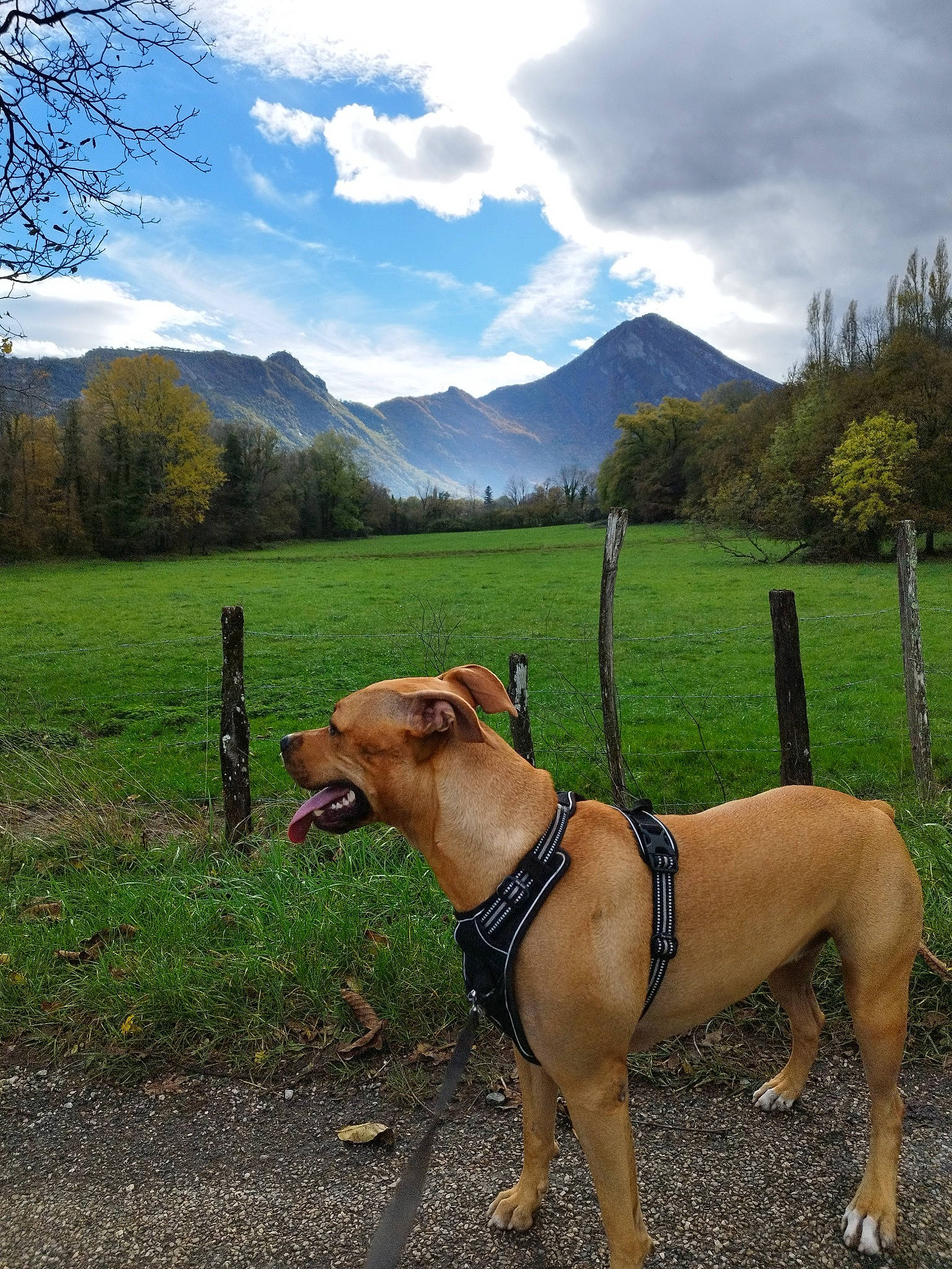 Goldie participe au concours pour gagner de l'argent avec cette photo : carnivore, cloud, collar, companion_dog, dog, dog_breed, dog_collar, dog_supply, fawn, grass, grassland, highland, landscape, mountain, mountainous_landforms, natural_landscape, plant, sky, tree, working_animal
