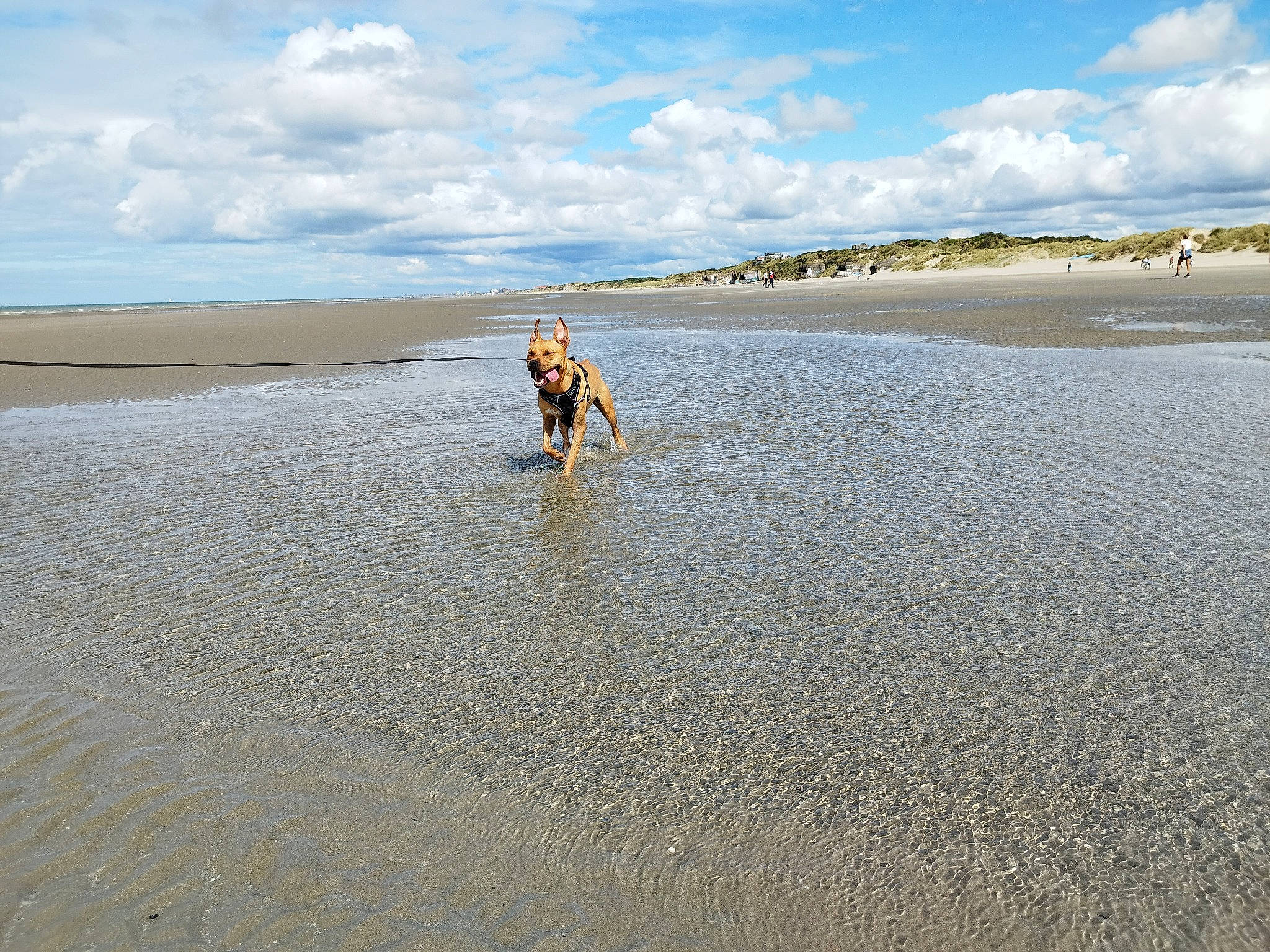 Goldie a rejoint le concours — aidez-le/la à gagner de superbes lots ! aeolian_landform, beach, cloud, coast, coastal_and_oceanic_landforms, fun, horizon, lake, landscape, ocean, recreation, sand, shore, singing_sand, sky, water, wave, wetland, wind, wind_wave