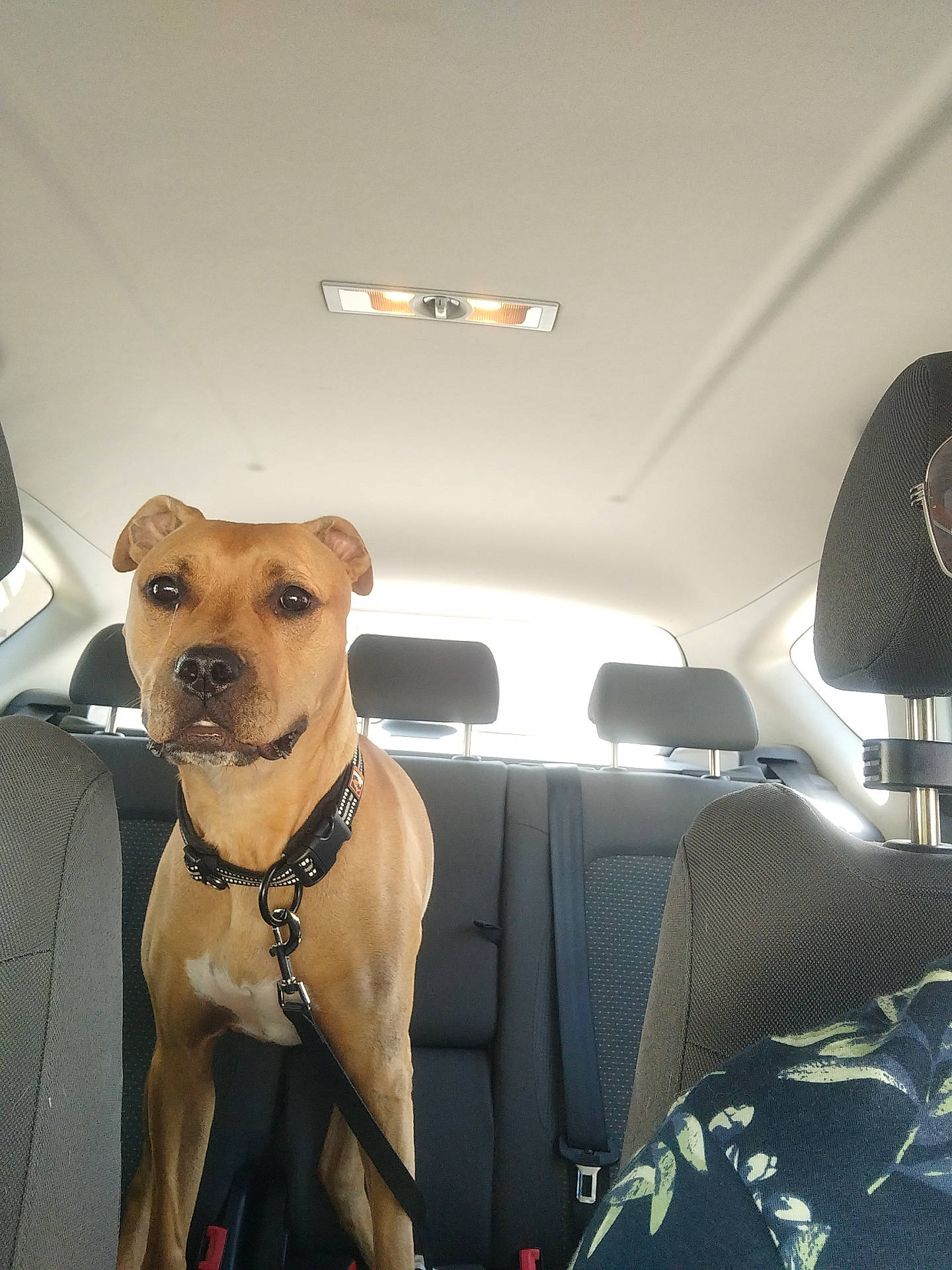 Goldie a rejoint le concours — aidez-le/la à gagner de superbes lots ! automotive_exterior, automotive_mirror, car, car_seat, carnivore, collar, companion_dog, dog, dog_breed, dog_collar, dog_supply, fawn, head_restraint, personal_luxury_car, pet_supply, snout, sporting_group, vehicle, vehicle_door, working_animal