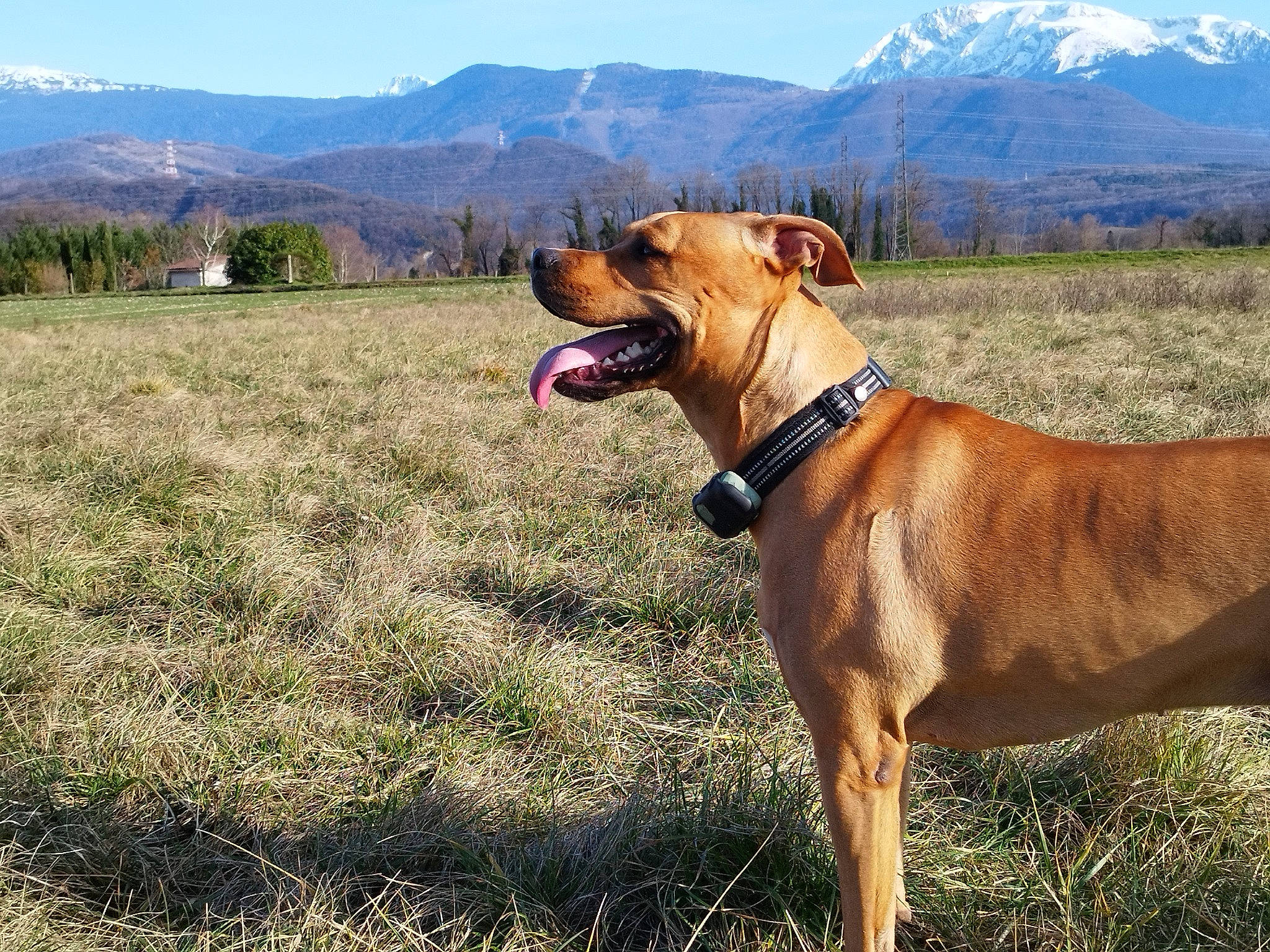 Goldie a rejoint le concours — aidez-le/la à gagner de superbes lots ! carnivore, collar, companion_dog, dog, dog_breed, dog_collar, dog_supply, fawn, grass, grassland, hill, landscape, liver, mountain, mountain_range, plant, prairie, sky, tree, working_animal