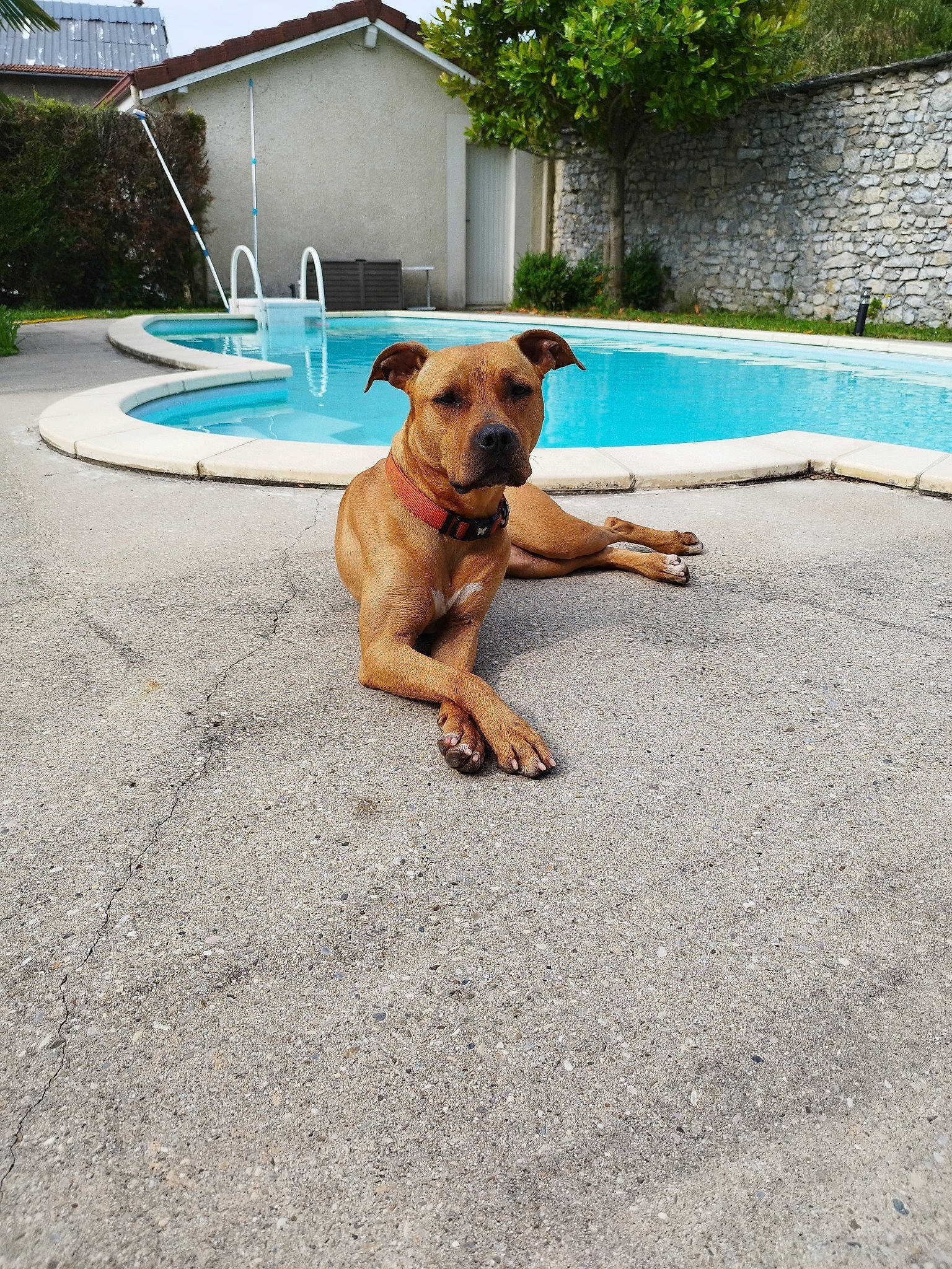 Goldie a rejoint le concours — aidez-le/la à gagner de superbes lots ! asphalt, ball, carnivore, collar, companion_dog, dog, dog_breed, fawn, grass, leisure, plant, road_surface, sidewalk, sky, snout, sporting_group, swimming_pool, tail, tree, water