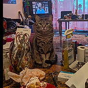 Stinky joined the competition — help win amazing prizes! cat, tabby_cat, kitten, table, messy_table, plate, fork, food, peanut_butter, television, people_on_tv, living_room, curtain, plant, spray_bottle, scissors, jar, napkin, rug, window
