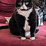 Stinky is registered to the contest to win money with this photo: cat, tuxedo_cat, pet, sitting, couch, upholstery, indoor, whiskers, paws, green_eyes, black_and_white, fur, closeup, portrait, tail, jacket, magazine, cozy, furniture, home