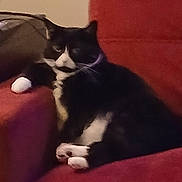 Stinky is registered to the contest to win money with this photo: cat, tuxedo_cat, pet, armchair, red_couch, paws, whiskers, black_and_white, fur, indoor, living_room, cozy, lounging, sleepy, closeup, furniture, portrait, seat, relaxed, domestic_animal