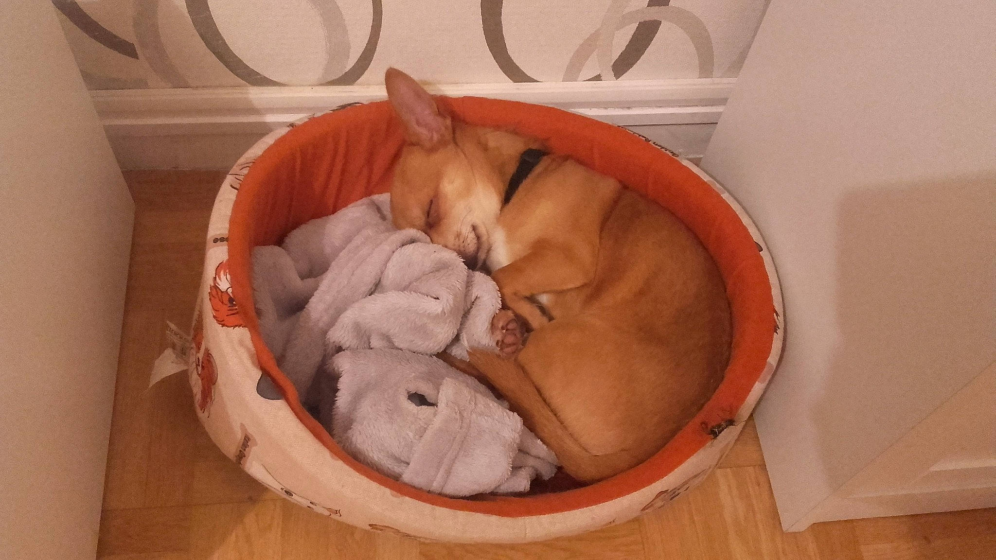 Pikachu a rejoint le concours — aidez-le/la à gagner de superbes lots ! canidae, carnivore, cat, fawn, felidae, nap, small_to_medium_sized_cats