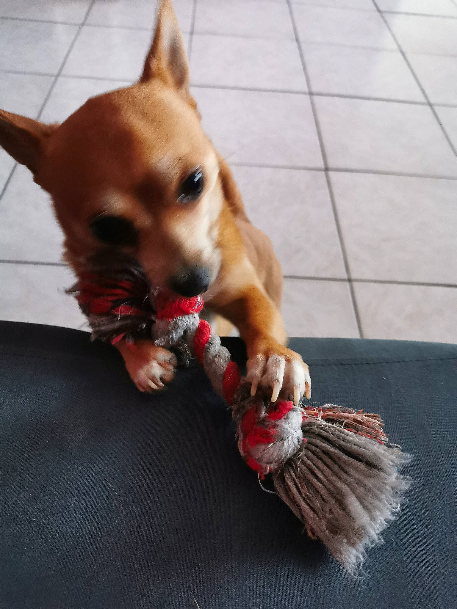 Pikachu a rejoint le concours — aidez-le/la à gagner de superbes lots ! canidae, carnivore, chihuahua, companion_dog, dog, dog_breed, ear, fawn, fur, non_sporting_group, paw, pembroke_welsh_corgi, portuguese_podengo, puppy, rare_breed_dog, snout, tail, toy_dog