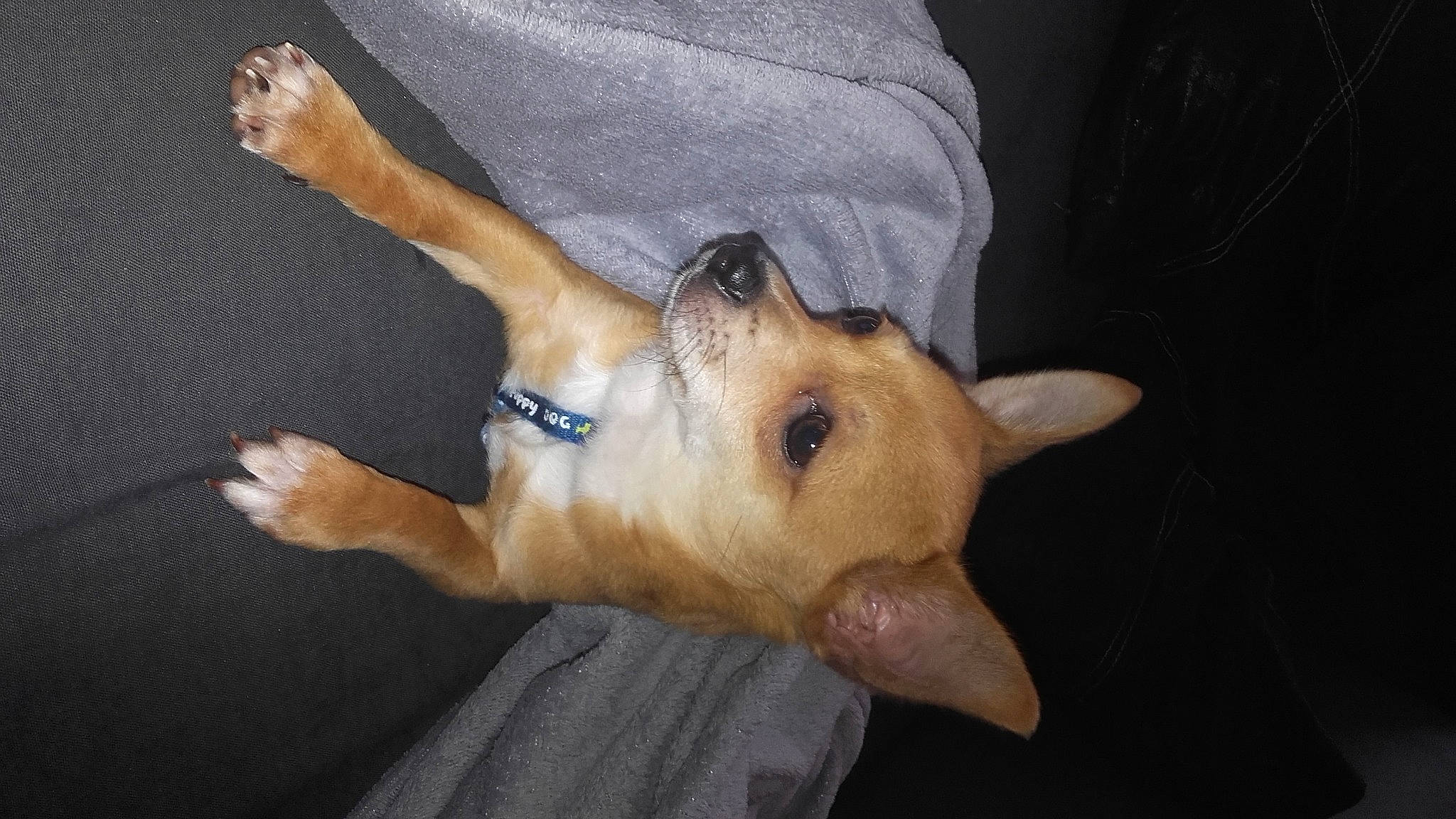 Pikachu a rejoint le concours — aidez-le/la à gagner de superbes lots ! aspin, canidae, carnivore, carolina_dog, chihuahua, corgi_chihuahua, dog, dog_breed, fawn, mammal, non_sporting_group, paw, puppy, snout