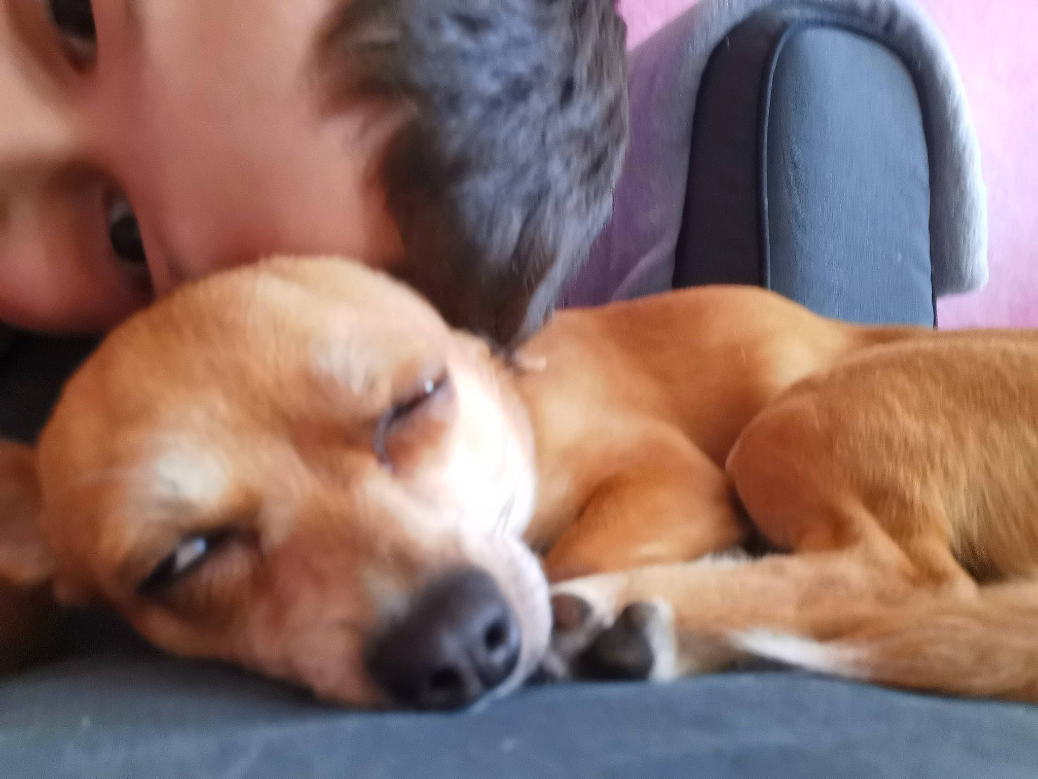 Pikachu a rejoint le concours — aidez-le/la à gagner de superbes lots ! canidae, carnivore, companion_dog, dog, dog_breed, fawn, golden_retriever, labrador_retriever, mammal, nap, nose, puppy, puppy_love, retriever, snout, sporting_group, street_dog, vertebrate