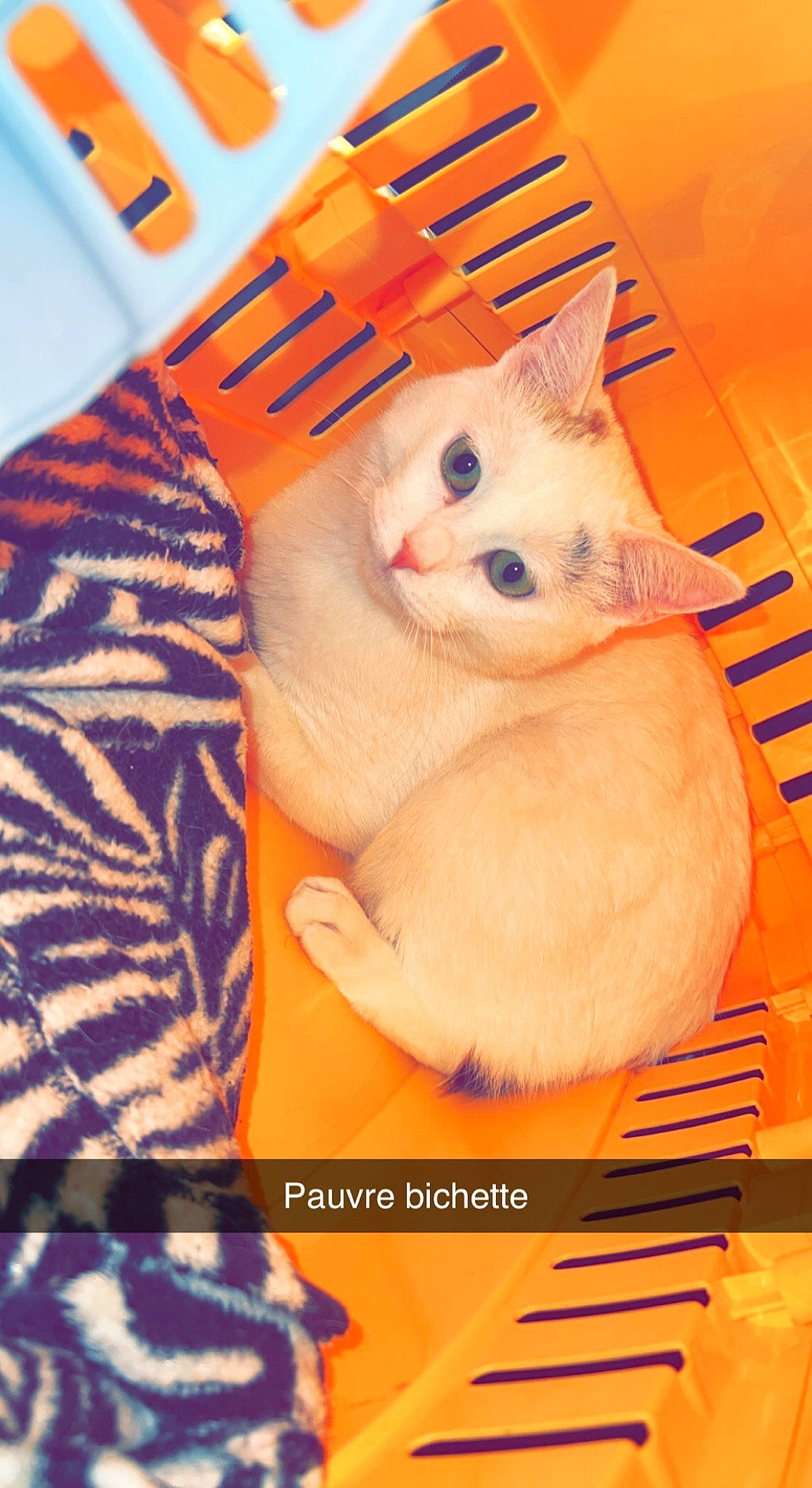 Mira participe au concours pour gagner de l'argent avec cette photo : box, carnivore, cat, claw, comfort, domestic_short_haired_cat, fawn, felidae, fur, linens, nap, orange, pattern, paw, photo_caption, small_to_medium_sized_cats, snout, tail, textile, whiskers