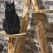 Moka participe au concours pour gagner de l'argent avec cette photo : black_cat, cat, pet, indoor, wooden_perch, rustic, brick_wall, animal, feline, sitting, curious, eyes, fur, domestic_cat, mammal, house_pet, natural_light, texture, background, wood