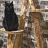 black_cat, cat, pet, indoor, wooden_perch, rustic, brick_wall, animal, feline, sitting, curious, eyes, fur, domestic_cat, mammal, house_pet, natural_light, texture, background, wood