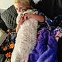 Lucy is registered to the contest to win money with this photo: child, cat, fluffy_cat, blanket, couch, snuggling, relaxed, indoor, comfort, furniture, cozy, curly_hair, pet, home, resting, cute, young_child, colorful_blanket, black_white_cat, casual_clothing