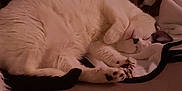 Lucy joined the competition — help win amazing prizes! cat, sleeping, white_fur, black_fur, paw, blanket, indoor, cozy, resting, cute, pet, fur, animal, relaxed, soft, home, cute_pose, quiet, nap, feline