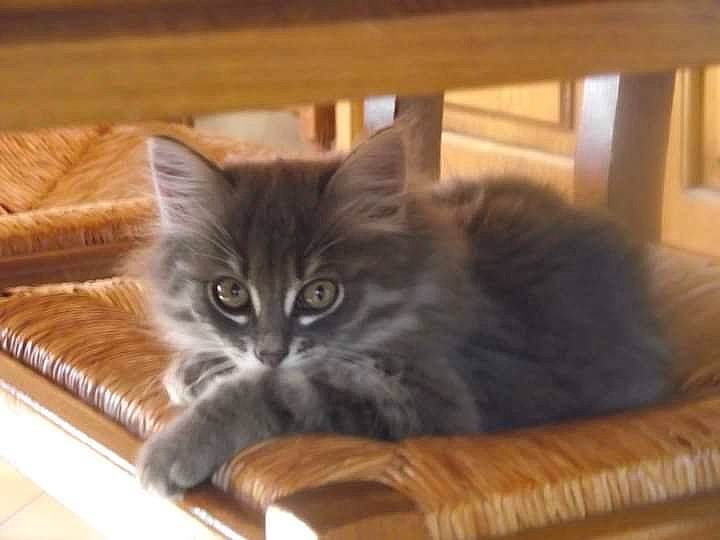 Figaro a rejoint le concours — aidez-le/la à gagner de superbes lots ! box, carnivore, cat, comfort, couch, domestic_short_haired_cat, fawn, felidae, fur, hardwood, maine_coon, paw, publication, small_to_medium_sized_cats, tail, terrestrial_animal, whiskers, window, wood, wood_stain