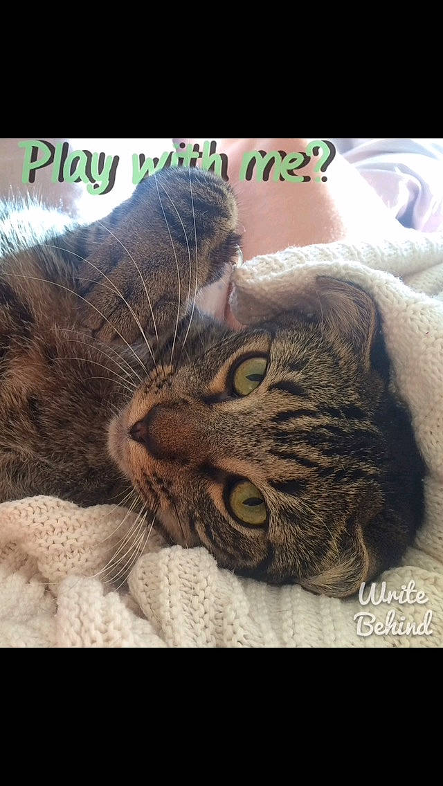 Indy is registered to the contest to win money with this photo: american_shorthair, asian, bengal, california_spangled, carnivore, cat, domestic_short_haired_cat, dragon_li, egyptian_mau, european_shorthair, felidae, kitten, mammal, nap, photo_caption, pixie_bob, small_to_medium_sized_cats, snout, tabby_cat, whiskers