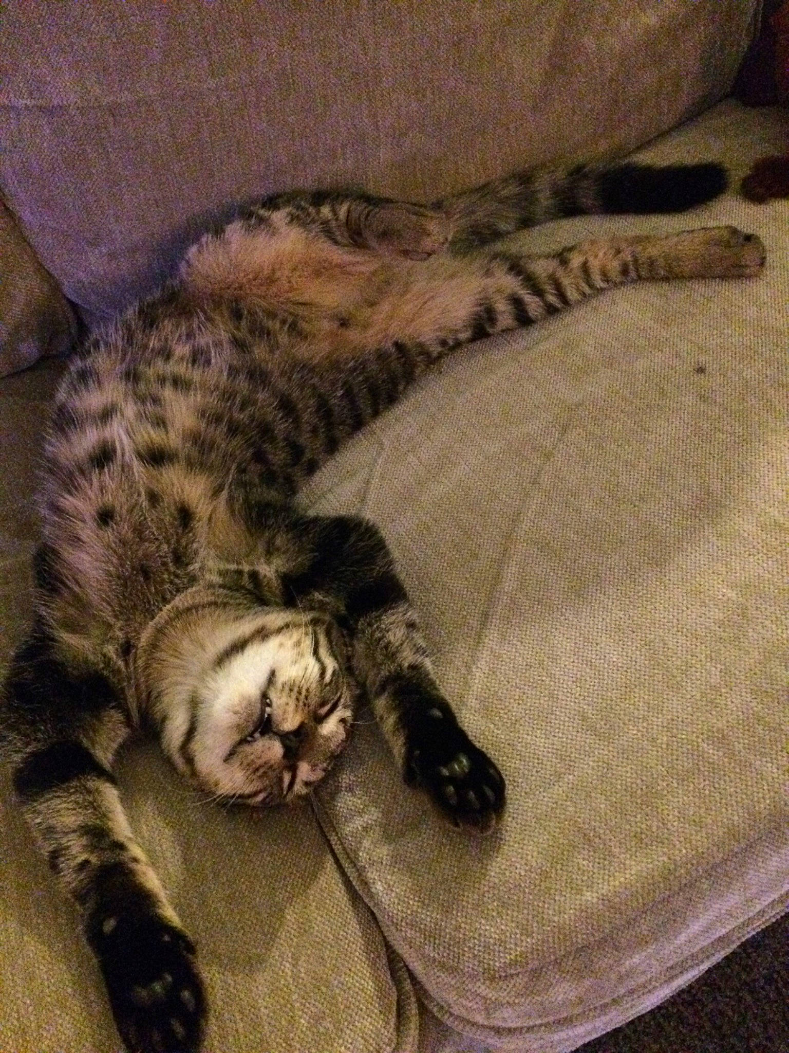 Indy joined the competition — help win amazing prizes! american_shorthair, asian, bengal, carnivore, cat, claw, dragon_li, egyptian_mau, european_shorthair, felidae, kitten, mammal, nap, ocicat, savannah, sleep, small_to_medium_sized_cats, tabby_cat, tail, whiskers