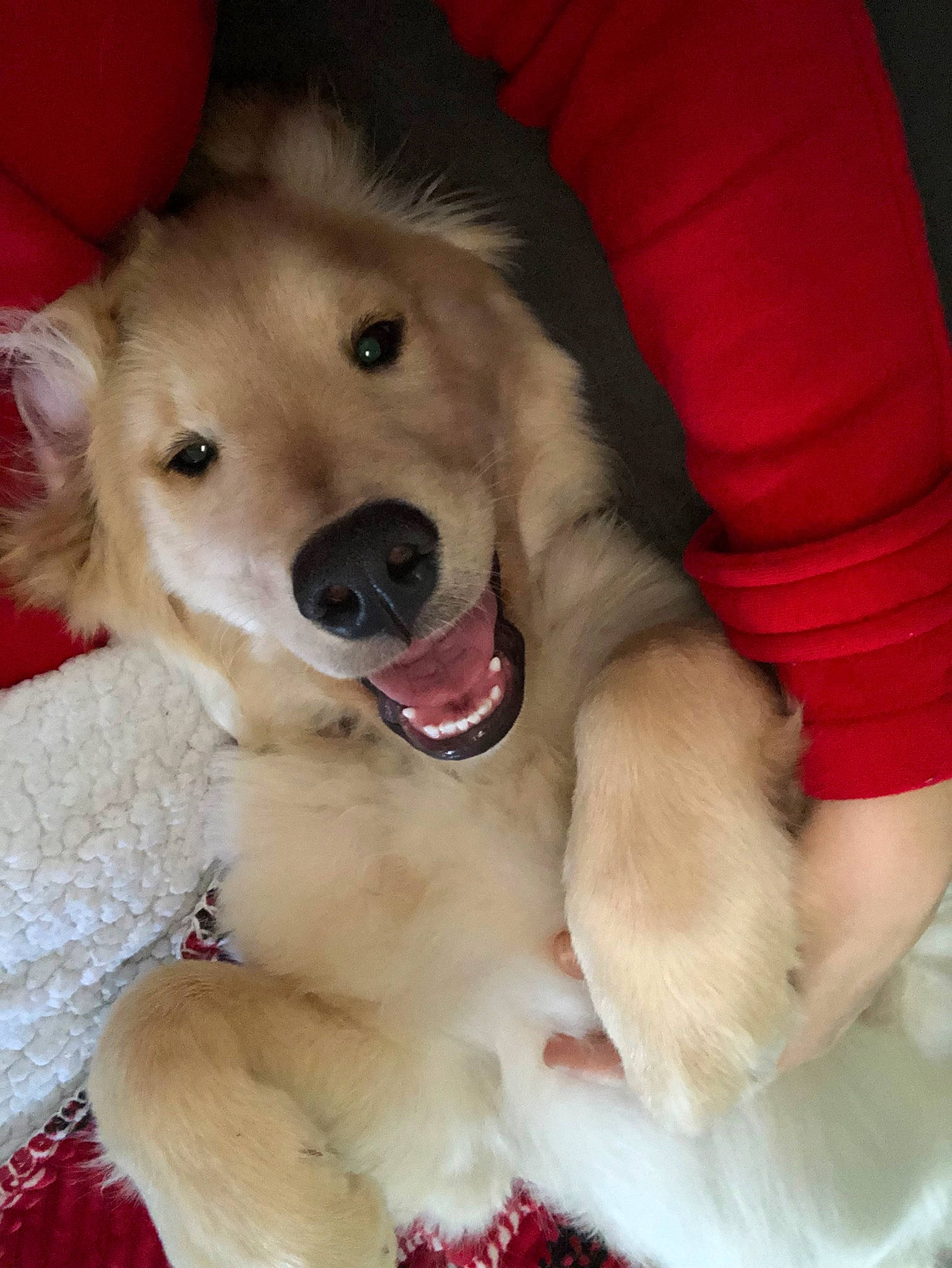 Lilo is registered to the contest to win money with this photo: canidae, carnivore, companion_dog, dog, dog_breed, fawn, golden_retriever, mammal, nose, puppy, puppy_love, rare_breed_dog, retriever, snout, sporting_group, vertebrate