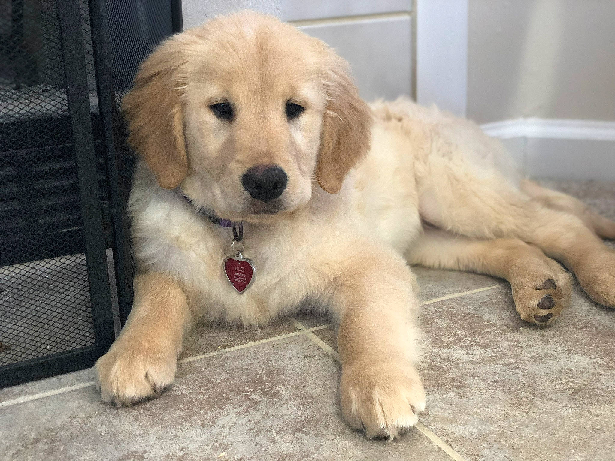 Lilo joined the competition — help win amazing prizes! ancient_dog_breeds, beagador, canidae, carnivore, companion_dog, dog, dog_breed, fawn, golden_retriever, hovawart, mammal, maremma_sheepdog, paw, puppy, retriever, small_greek_domestic_dog, snout, sporting_group, street_dog, vertebrate