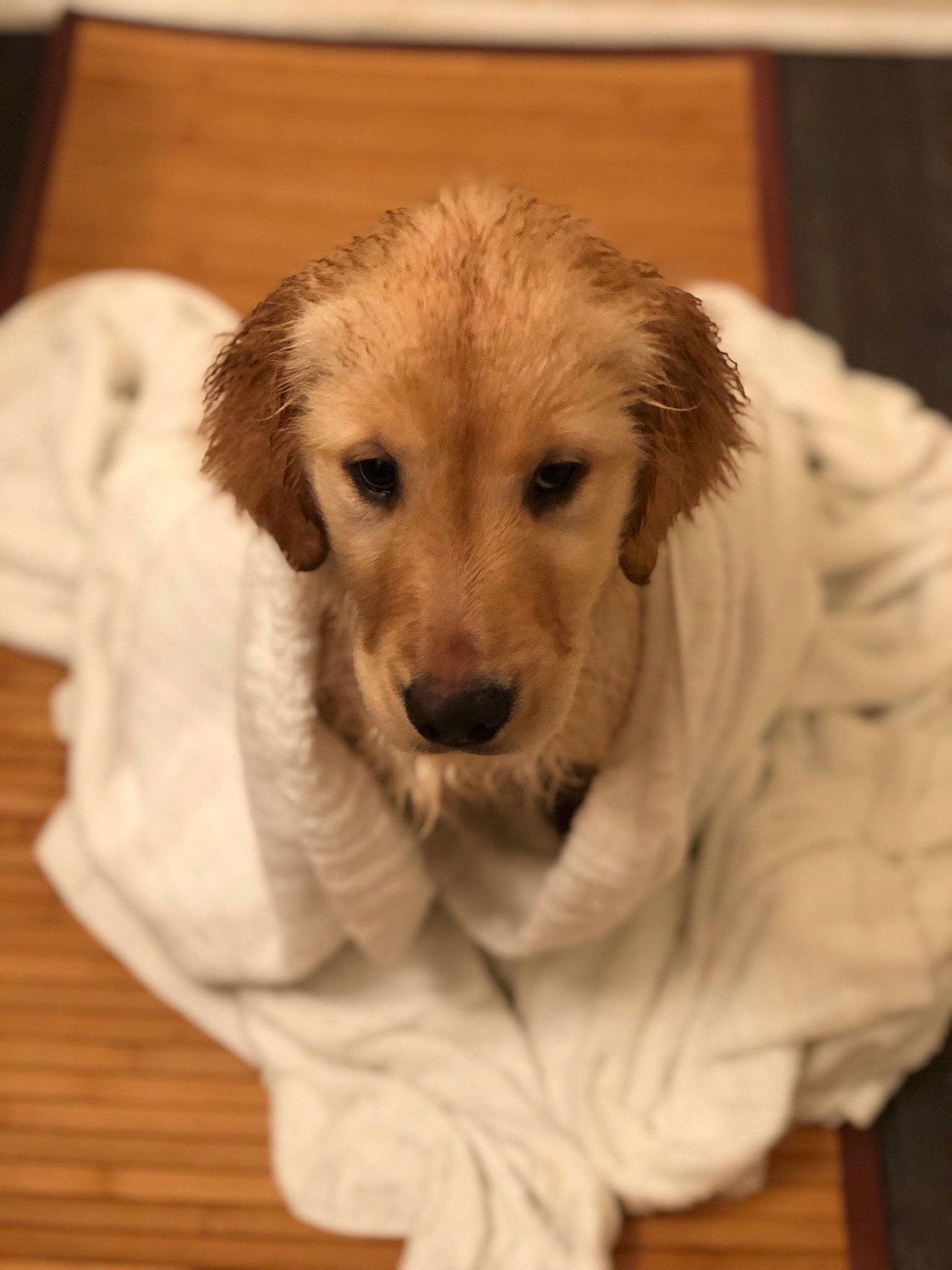 Lilo is registered to the contest to win money with this photo: canidae, carnivore, companion_dog, dog, dog_breed, fawn, floor, fur, golden_retriever, hovawart, mammal, puppy, rare_breed_dog, retriever, small_greek_domestic_dog, snout, sporting_group, vertebrate, whiskers