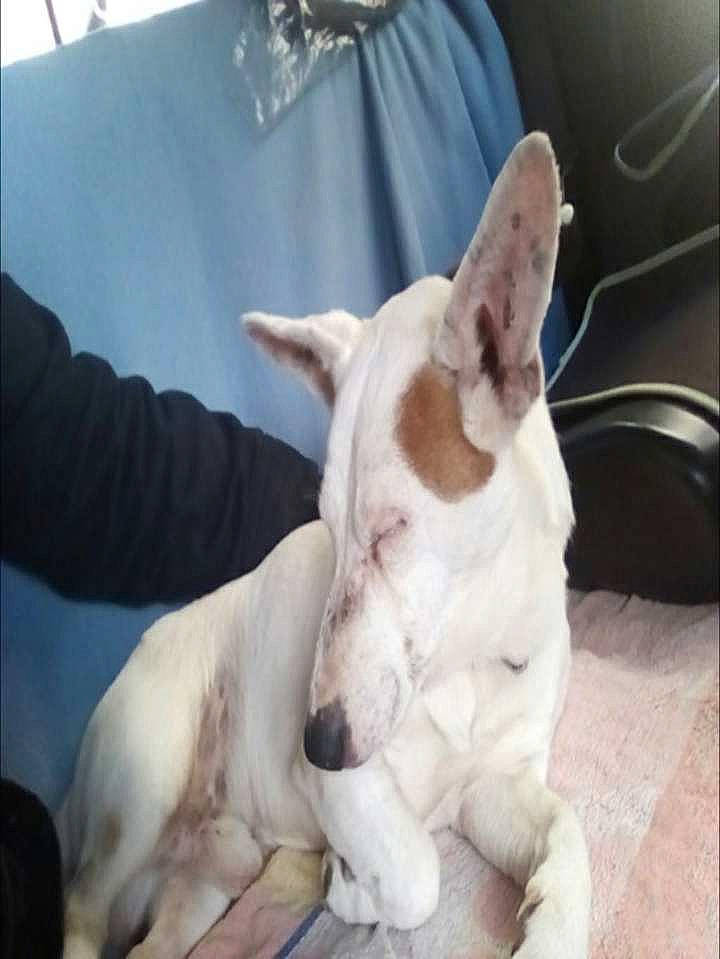 Happy participe au concours pour gagner de l'argent avec cette photo : ancient_dog_breeds, canidae, carnivore, comfort, companion_dog, dog, dog_breed, ear, fawn, non_sporting_group, old_english_terrier, snout, sporting_group, terrestrial_animal, terrier, train, working_animal