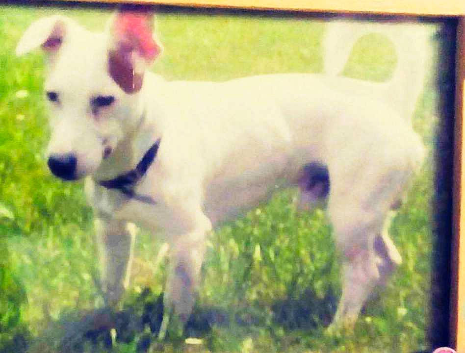 Happy a rejoint le concours — aidez-le/la à gagner de superbes lots ! art, canidae, carnivore, collar, companion_dog, dog, dog_breed, dog_collar, dog_supply, fawn, grass, happy, plant, puppy, rectangle, snout, sporting_group, tail, terrier, working_animal