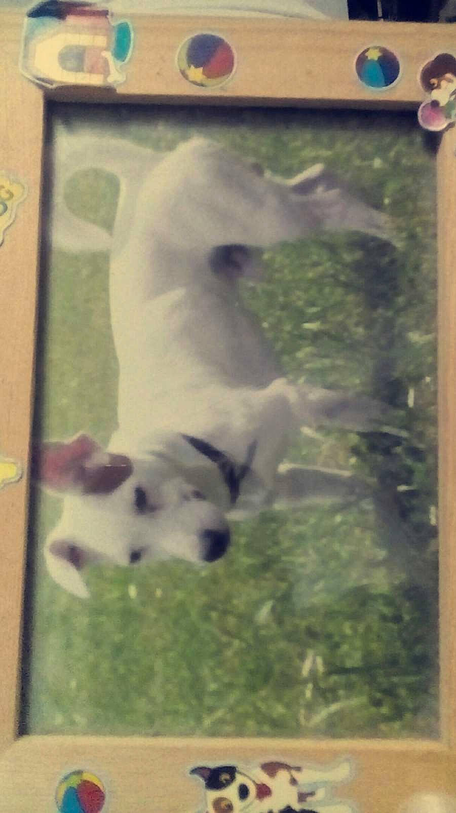 Happy a rejoint le concours — aidez-le/la à gagner de superbes lots ! adaptation, art, canidae, carnivore, companion_dog, dog, dog_breed, fawn, grass, pasture, picture_frame, rectangle, snout, sporting_group, square, tail, terrestrial_animal, visual_arts, wildlife, working_animal