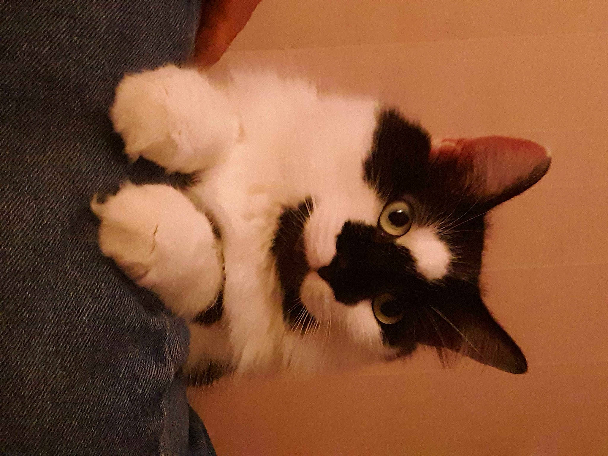 Oreo is registered to the contest to win money with this photo: balinese, carnivore, cat, claw, domestic_short_haired_cat, ear, eye, eyelash, felidae, fur, paw, small_to_medium_sized_cats, snout, tail, whiskers