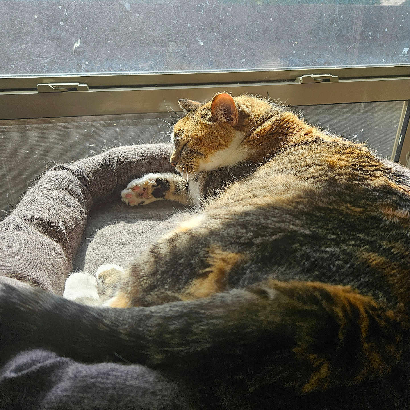 Daisy is registered to the contest to win money with this photo: animal, cat, cozy, cute, domestic, feline, fur, indoor, napping, paw, peaceful, pet_bed, quiet, relaxation, resting, sleeping, sunlight, tabby, warm, window
