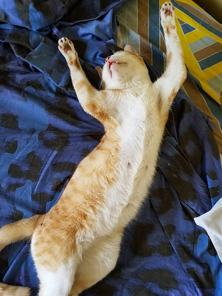 Kupy joined the competition — help win amazing prizes! canidae, carnivore, cat, fawn, felidae, fur, small_to_medium_sized_cats, tail, whiskers