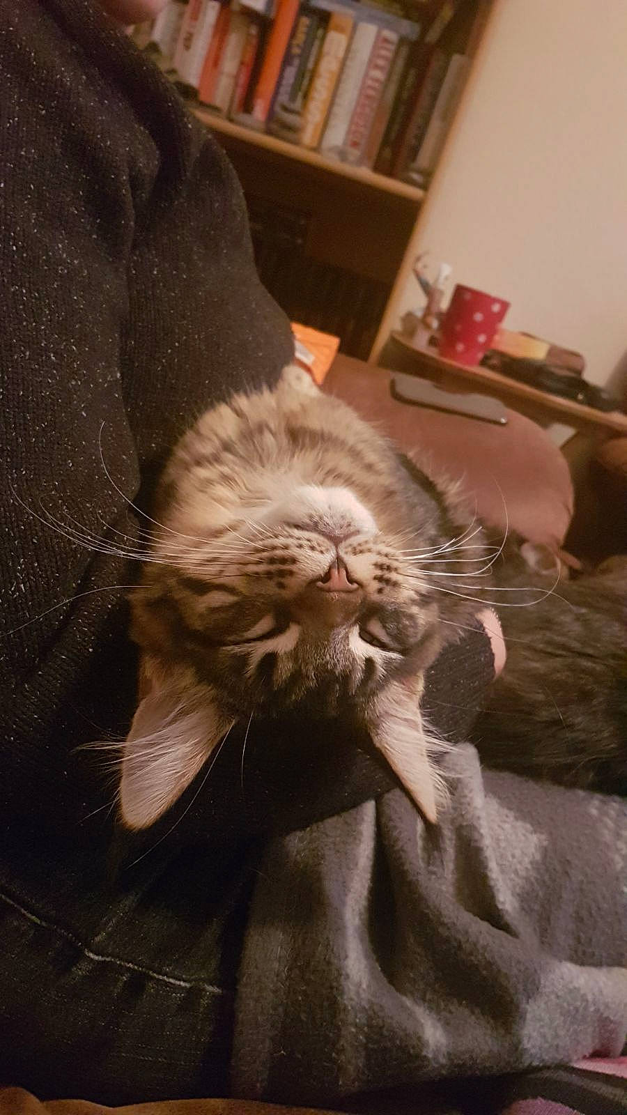 Loki joined the competition — help win amazing prizes! bookcase, carnivore, cat, comfort, domestic_short_haired_cat, facial_hair, fawn, felidae, fur, grey, human_leg, paw, room, shelf, shelving, small_to_medium_sized_cats, snout, tail, whiskers, wood