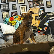 Artemis Pearl joined the competition — help win amazing prizes! dog, brindle_dog, pet, indoor, sofa, blanket, car_seat, photo_wall, framed_photos, pillow, crate, top_paw, shopping_bag, collar, curious_expression, living_room, home_decor, family_portrait, couch, colorful_blanket