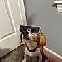 dog, beagle, sunglasses, pet, indoor, carpet, collar, paws, nose, ears, sitting, human_feet, door, wall, baseboard, flooring, portrait, funny, brown_and_white, accessory