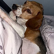 Belle is registered to the contest to win money with this photo: dog, beagle, pet, sleeping, blanket, bed, ear, snout, nose, paw, fur, indoor, cozy, portrait, close_up, bedding, resting, cute, animal, home