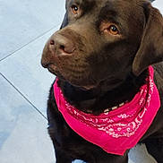 Vasko participe au concours pour gagner de l'argent avec cette photo : dog, labrador, chocolate_labrador, bandana, pink_bandana, pet, animal, canine, indoor, floor, tile_floor, carpet, looking_up, brown_dog, close_up, portrait, cute, domestic_animal, sitting, fur