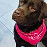 dog, labrador, chocolate_labrador, bandana, pink_bandana, pet, animal, canine, indoor, floor, tile_floor, carpet, looking_up, brown_dog, close_up, portrait, cute, domestic_animal, sitting, fur