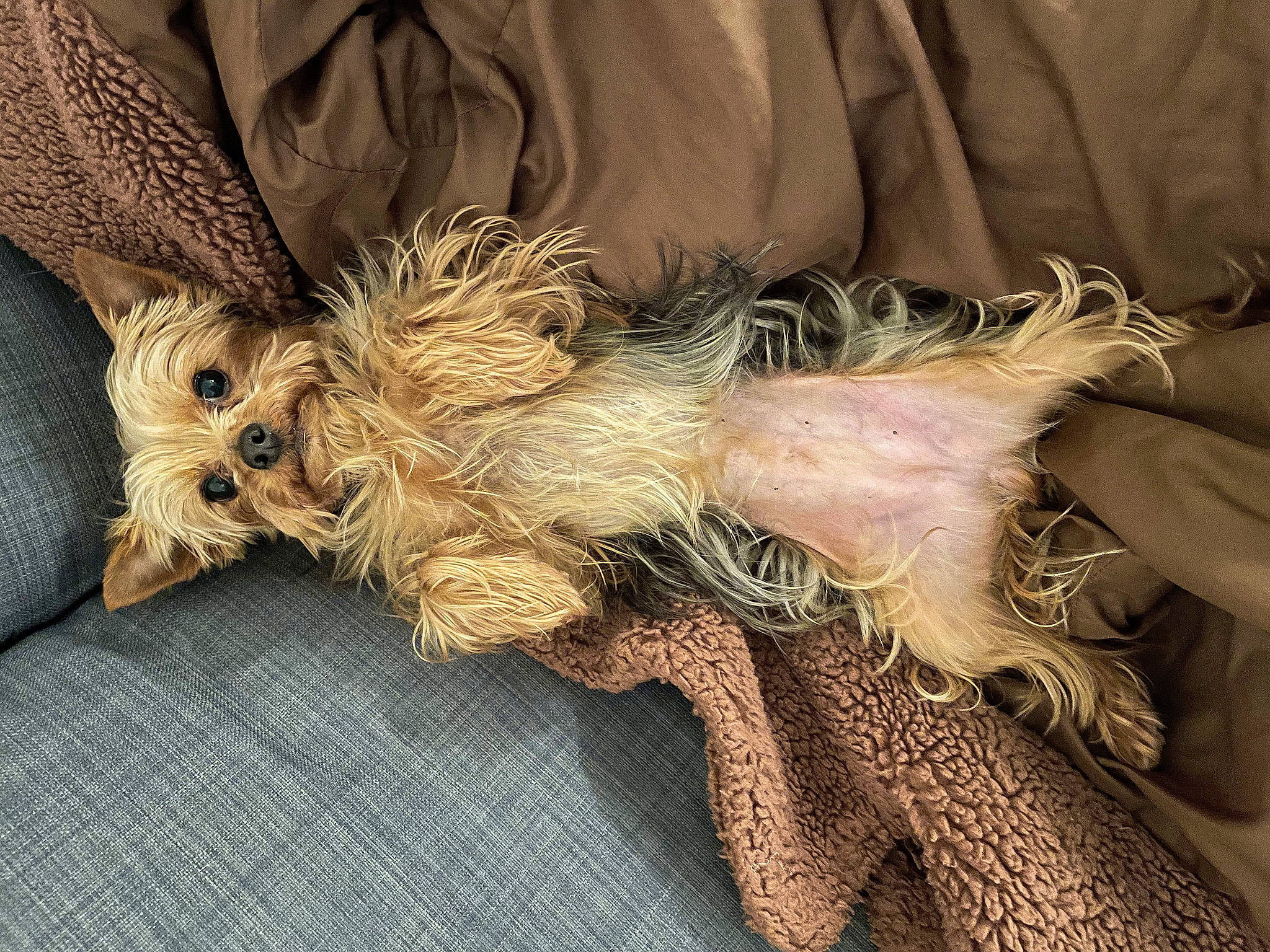 Liska participe au concours pour gagner de l'argent avec cette photo : boot, claw, companion_dog, fashion_accessory, fawn, feather, foot, fur, glove, human_leg, paw, sporting_group, tail, thigh, toy_dog, wrist