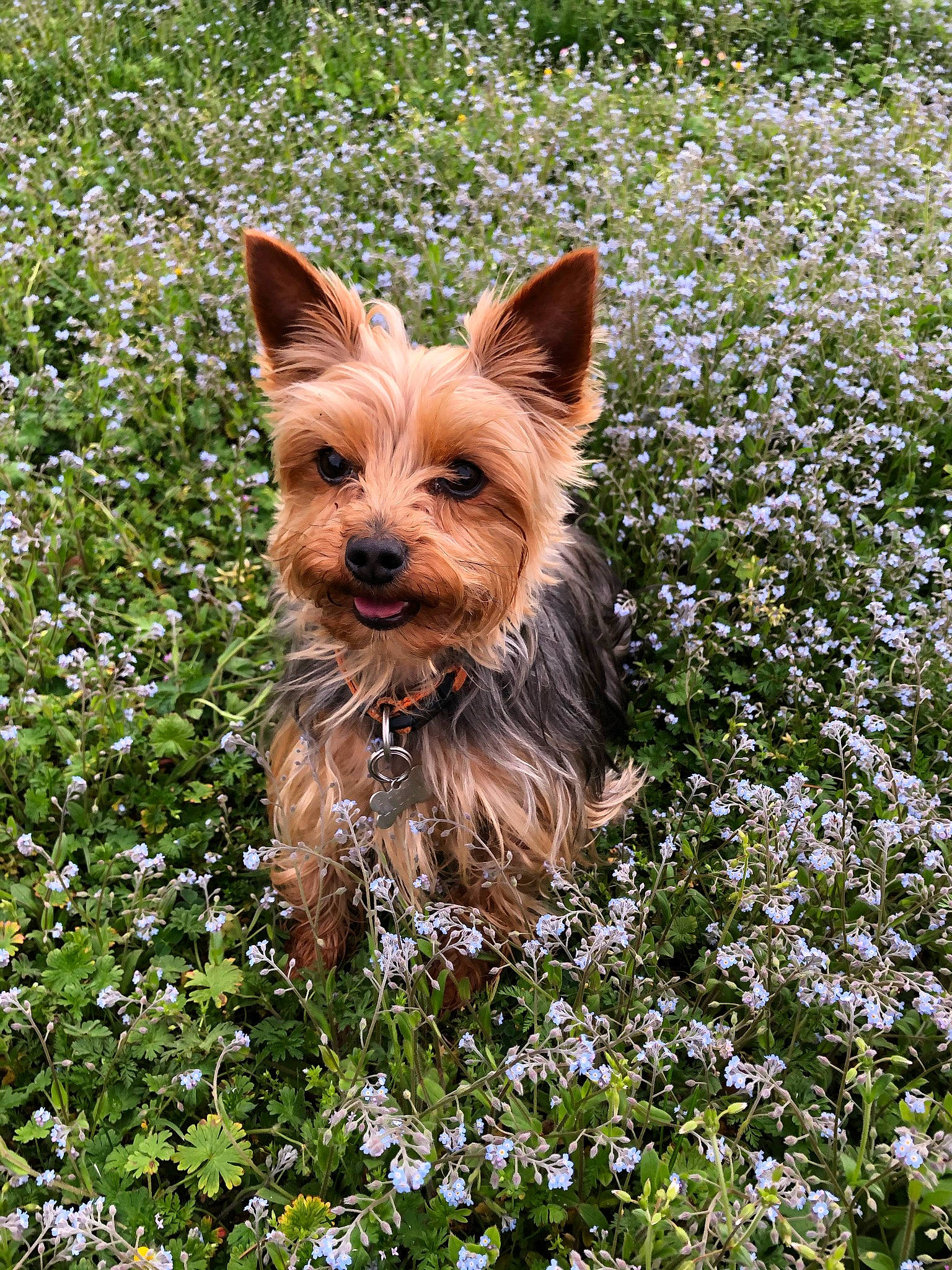 Liska a rejoint le concours — aidez-le/la à gagner de superbes lots ! carnivore, companion_dog, dog, dog_breed, dog_supply, fawn, flower, grass, groundcover, herbaceous_plant, liver, people_in_nature, petal, plant, snout, terrestrial_animal, terrier, vertebrate, water_dog, working_animal