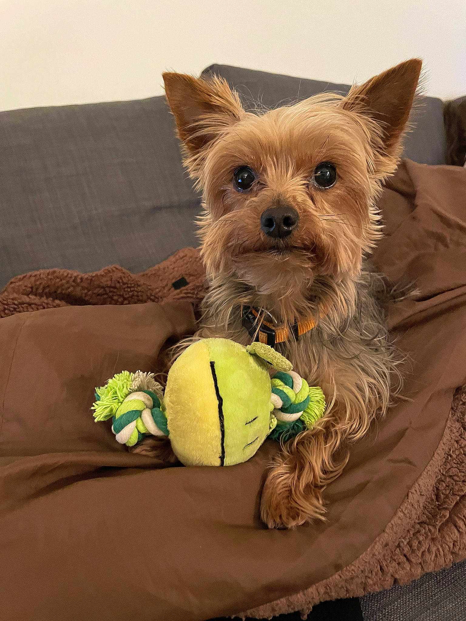 Liska a rejoint le concours — aidez-le/la à gagner de superbes lots ! ball, carnivore, companion_dog, couch, dog, dog_breed, dog_clothes, dog_supply, fashion_accessory, fawn, fur, personal_protective_equipment, small_terrier, snout, sporting_group, stuffed_toy, tennis_ball, toy, toy_dog, working_animal