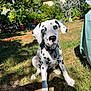 dalmatian, puppy, dog, grass, outdoor, garden, sunlight, greenery, pet, animal, sitting, collar, spot_pattern, young_dog, nature, daylight, house, leafy, cute, canine