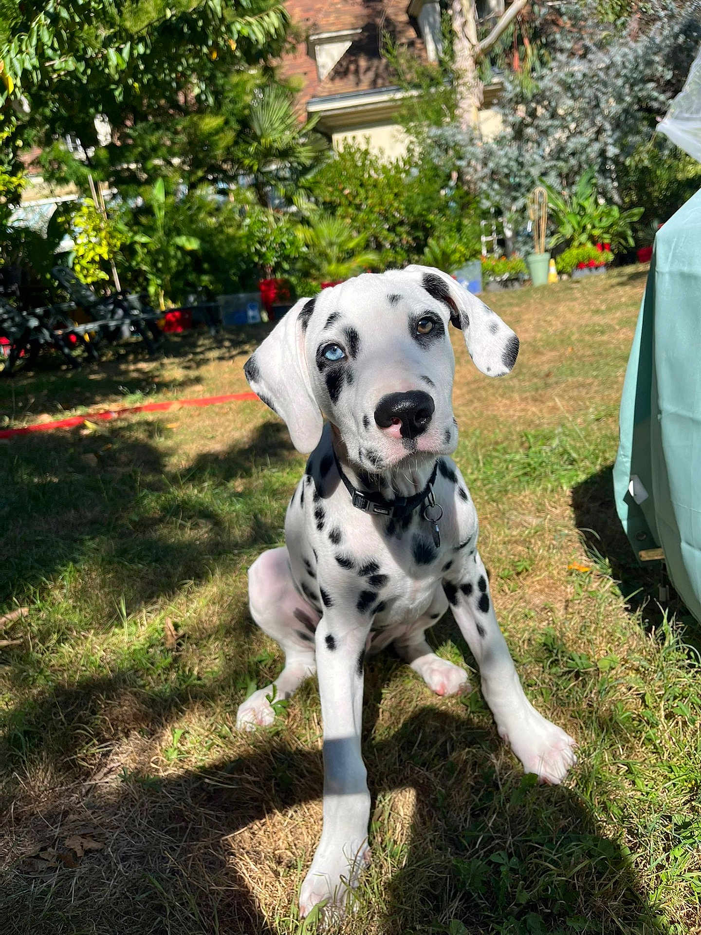 Aston a rejoint le concours — aidez-le/la à gagner de superbes lots ! dalmatian, puppy, dog, grass, outdoor, garden, sunlight, greenery, pet, animal, sitting, collar, spot_pattern, young_dog, nature, daylight, house, leafy, cute, canine
