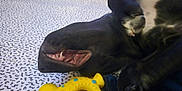 Sally a rejoint le concours — aidez-le/la à gagner de superbes lots ! dog, black_dog, lying_down, teeth, mouth_open, dog_toys, yellow_toy, colorful_toy, patterned_surface, pet, animal, playful, relaxed, indoor, close_up, fur, canine, snout, paw, resting