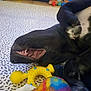 dog, black_dog, lying_down, teeth, mouth_open, dog_toys, yellow_toy, colorful_toy, patterned_surface, pet, animal, playful, relaxed, indoor, close_up, fur, canine, snout, paw, resting