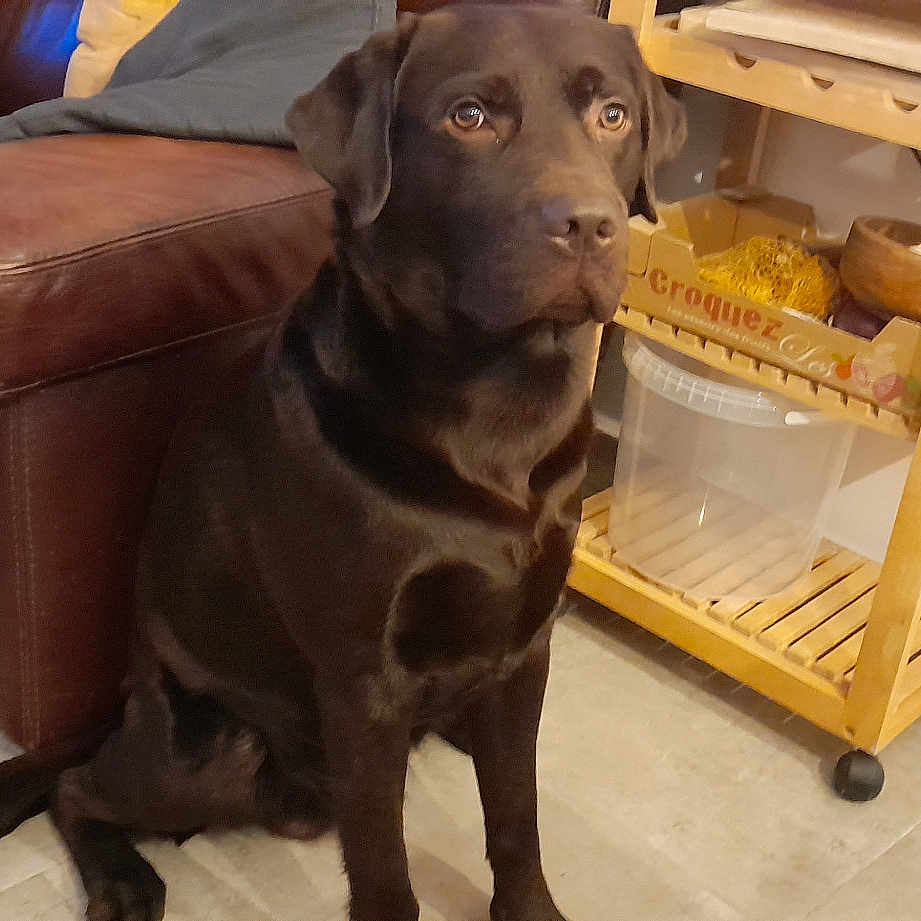 Pepper