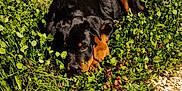 Guess a rejoint le concours — aidez-le/la à gagner de superbes lots ! rottweiler, puppy, dog, grass, outdoor, night, wooden_deck, animal, pet, lying_down, greenery, nature, curious, cute, young, fur, black, tan, peaceful, closeup